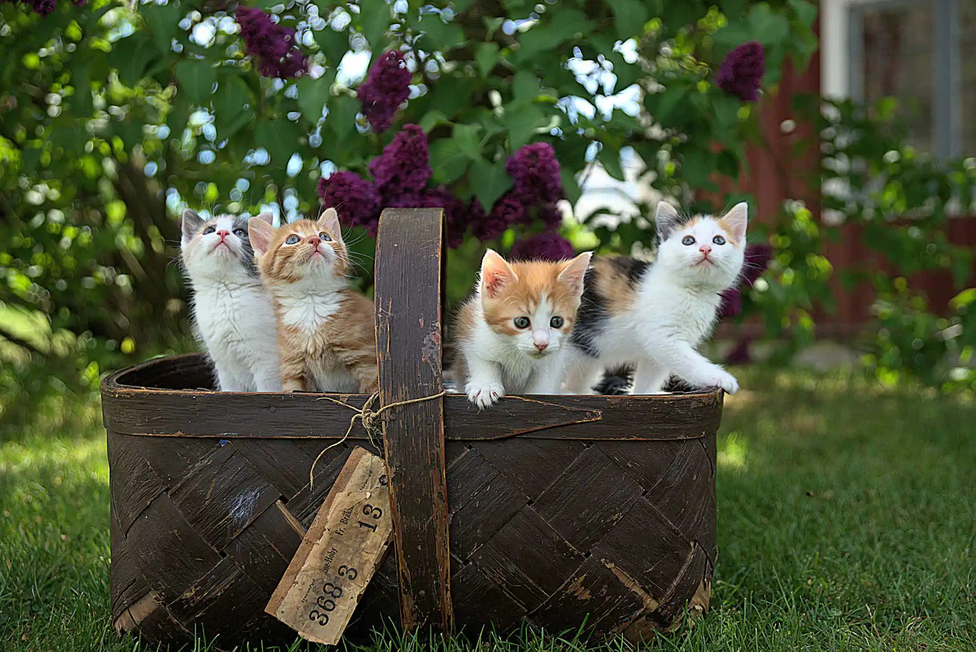 chatons mignons dans un panier